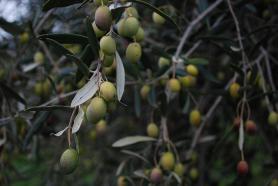 Pěstování oliv