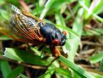 Korfu a její hmyzí obyvatel - cikáda